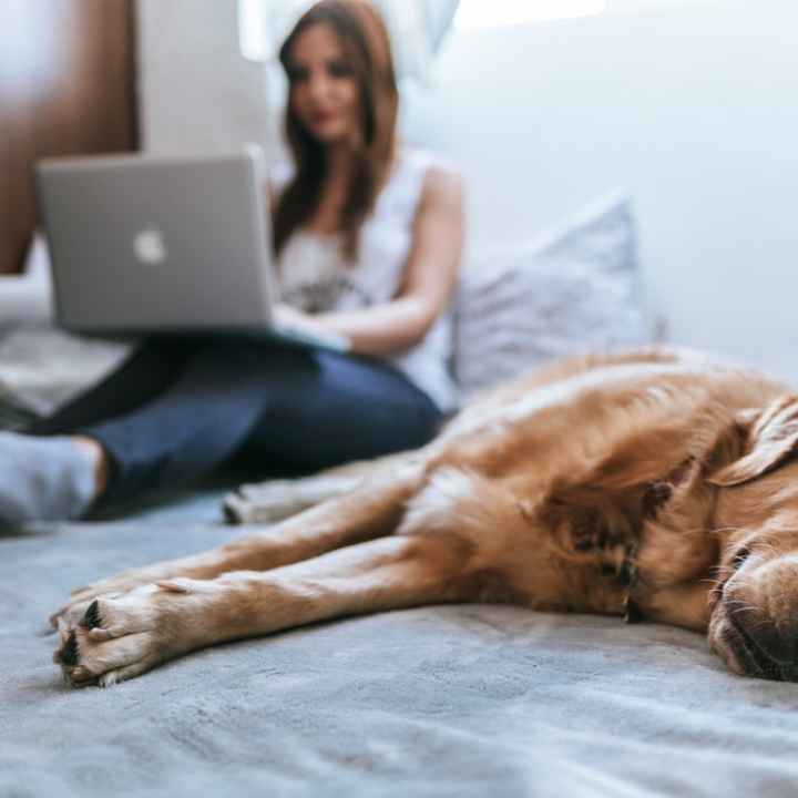 A woman is showing working on a laptop in bed with a golden retriever 